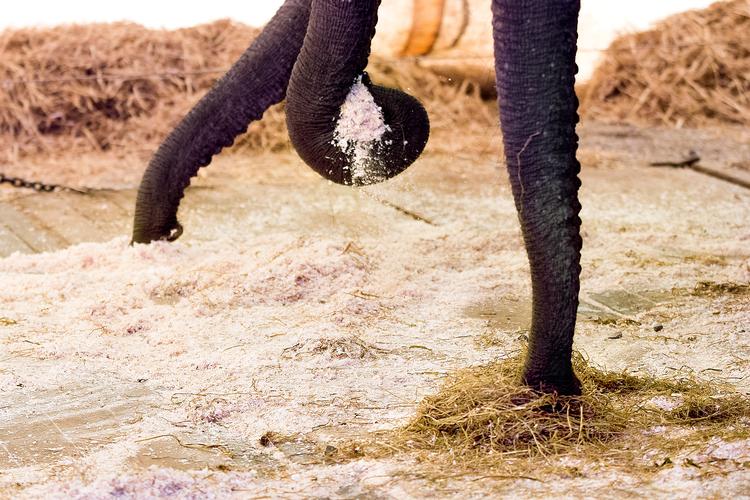Elefanter og cirkus kan med en nyt lovforslag snart være fortid. Der arbejdes på at forbyde forskellige dyr i cirkus, blandt andet elefanter. 
