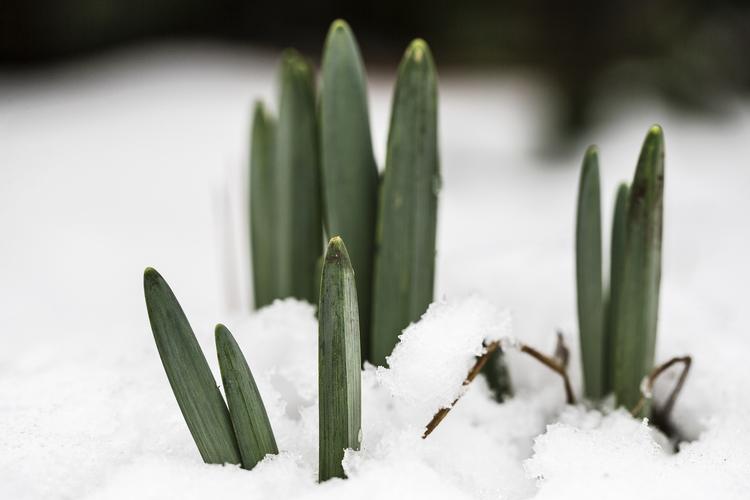 Niels Hougaard/POLFOTO