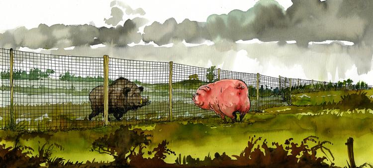 Tegning: Roald Als