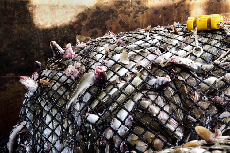 I Europa/Centralasien, som omfatter Rusland Europa plus det tidligere Sovjetunionen, er over en fjerdedel af fiskebestandene i tilbagegang. Årsagerne spænder fra overfiskeri til invasive arter og klimaændringer.
   Per Folkver/POLFOTO