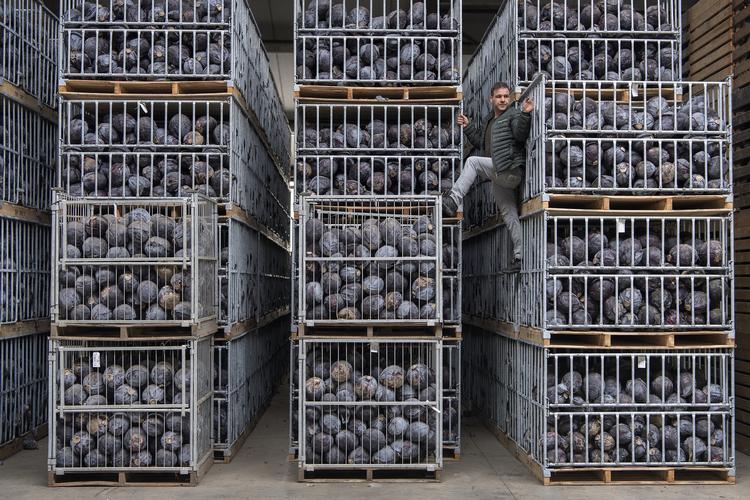 En grøntsagsavler på Fyn har 175.000 rødkålshoveder, han ikke kan komme af med. De skal nu bioforgasses eller smides ud på marken igen. Det er et grelt eksempel på de mange millioner ton mad, der går til på danske marker, uden nogen sinde at komme i butikkerne.

   Peter Hove Olesen/POLFOTO