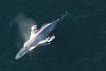 Konservativ Ungdoms lokalafdeling har lagt et billede på Facebook, der forestiller en blåhval på en badevægt. Under billedet kalder de de offentligt ansatte for verdens største babyer. 
   Noaa/National Oceanic and Atmospheric