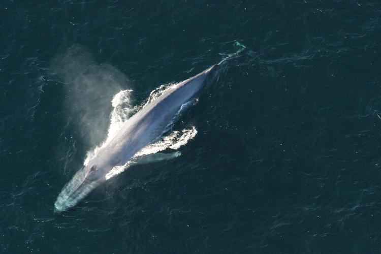 Konservativ Ungdoms lokalafdeling har lagt et billede på Facebook, der forestiller en blåhval på en badevægt. Under billedet kalder de de offentligt ansatte for verdens største babyer. 
   Noaa/National Oceanic and Atmospheric