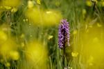 Om et par måneder blomstrer orkideerne blomstrer i den fredede Ejby Ådal, der ligger ud til Roskilde Fjord. Dalen er et eksempel på en moderne fredning med blandt andet naturpleje og stier.  Mads Nissen/POLFOTO
