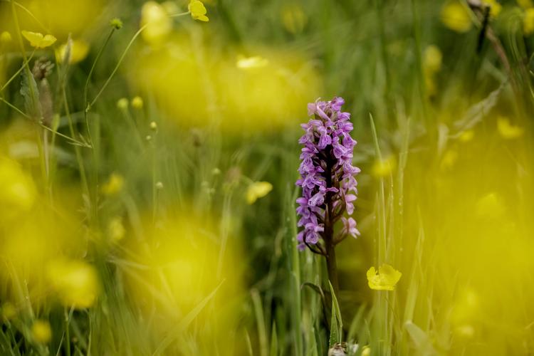 Om et par måneder blomstrer orkideerne blomstrer i den fredede Ejby Ådal, der ligger ud til Roskilde Fjord. Dalen er et eksempel på en moderne fredning med blandt andet naturpleje og stier.  Mads Nissen/POLFOTO