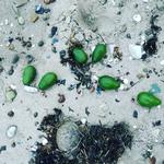 Strandkanten på Samsø er fyldt med avocadoer og bananer, der er skyllet ind fra havet. Foto: Mette Maj Krog. 