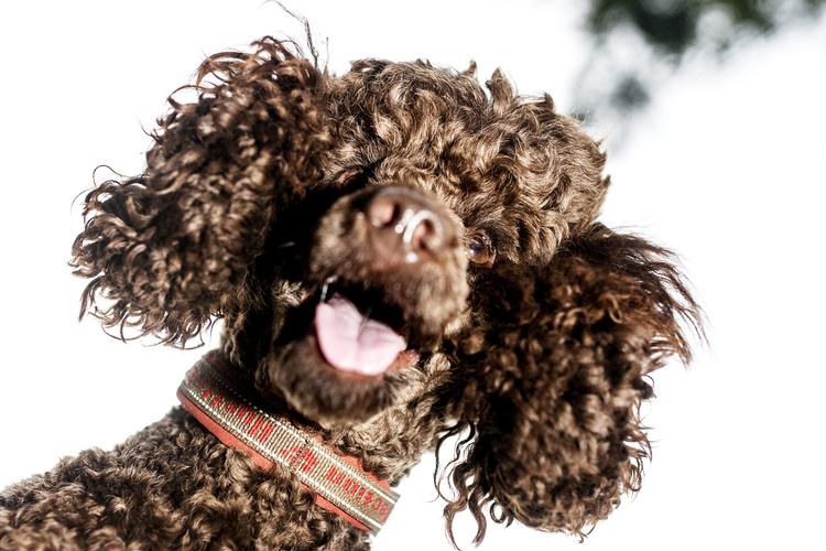 Næste gang du skal have passet din hund, mens du er på ferie, så har du mulighed for at læse en kontrolrapport, inden du vælger, hvor din firbenede ven skal passes. Cicilie S. Andersen/POLFOTO