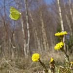 Søren Ryge jubler over, at citronsommerfuglen er tilbage. Det samme gør Politikens læser Jørn Skeldahl, der har taget billedet af den lysende folfod og den gule citronsommerfugl.  Jørn Skeldal 