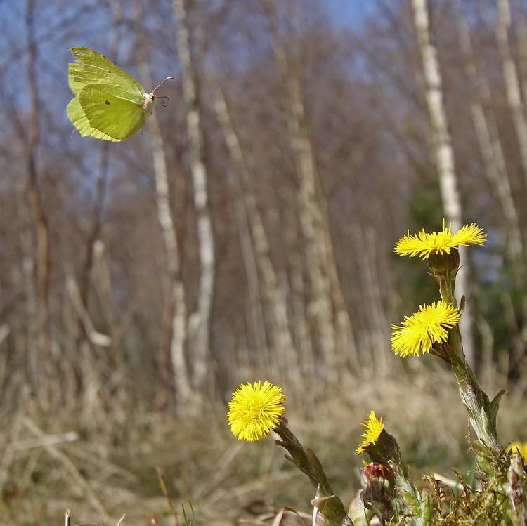 Søren Ryge jubler over, at citronsommerfuglen er tilbage. Det samme gør Politikens læser Jørn Skeldahl, der har taget billedet af den lysende folfod og den gule citronsommerfugl.  Jørn Skeldal 