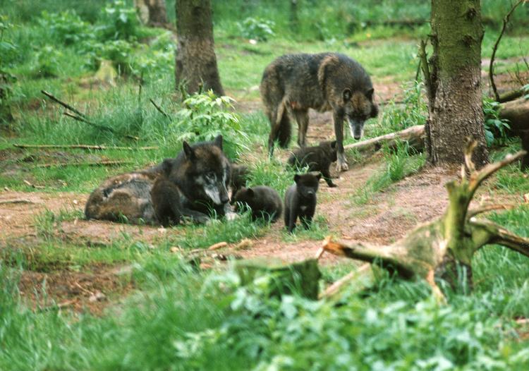 En ulv er blevet skudt i Ulfborg. En lokal mand sigtes nu for at have slået dyret ihjel. Arkivfoto. Holger Bundgaard/POLFOTO