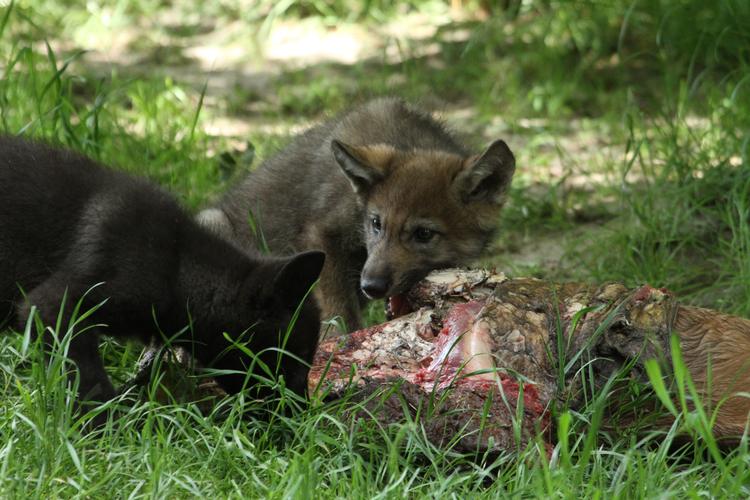 Sidste sommers ulveunger gnasker løs på deres ration af råt kød Givskud Zoo