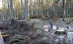 Polen må ikke genoptage fældningen af træer i Bialowieza skoven, lyder det i en dom fra EU-domstolen. Adam Bohdan/AP