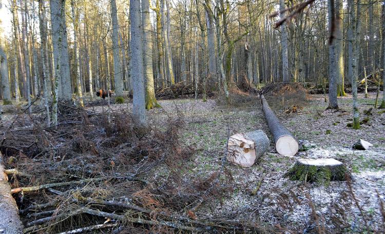 Polen må ikke genoptage fældningen af træer i Bialowieza skoven, lyder det i en dom fra EU-domstolen. Adam Bohdan/AP