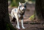 Alexander Heinl/Alexander Heinl/picture-alliance/dpa/AP Images (arkiv)