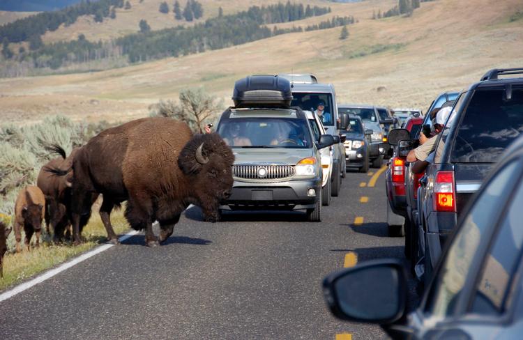 Vejnettet i mange amerikanske nationalparker udsættes for tæt trafik. Her må biler i Yellowstone vige for bisonerne. Matthew Brown/AP