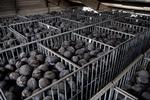 
    En grøntsagsavler på Fyn har 150.000  rødkålshoveder, han ikke kan komme af med. De 500 tons skal nu bioforgasses eller smides ud på marken igen. Det er et grelt eksempel på de mange millioner ton mad, der går til på danske marker, uden nogen sinde at komme i butikkerne.


   Peter Hove Olesen/POLFOTO