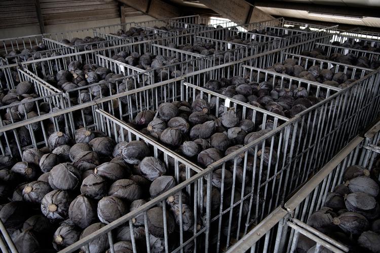 
    En grøntsagsavler på Fyn har 150.000  rødkålshoveder, han ikke kan komme af med. De 500 tons skal nu bioforgasses eller smides ud på marken igen. Det er et grelt eksempel på de mange millioner ton mad, der går til på danske marker, uden nogen sinde at komme i butikkerne.


   Peter Hove Olesen/POLFOTO