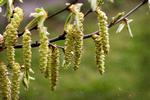 Snøft, snus og røde øjne. Der er målt birkepollen i luften. Hvor slemt det bliver, afhænger af vejret i de kommende uger. 
    Pollen i luften i foråret. Birkepollen.
   Søren Schnoor/POLFOTO