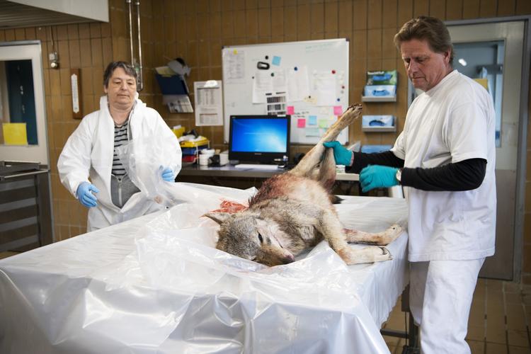 For nylig blev en ulv skudt i Ulfborg. Her undersøges den på   DTU Veterinærinstitut i Københav. (tv)Mariann Chriél, seniorforsker DTU.
   Tycho Gregers/RITZAU