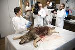 DTU Veterinærinstitut i København modtog den ulv, der blev skudt ved Ulfborg.  Tycho Gregers/Ritzau Scanpix