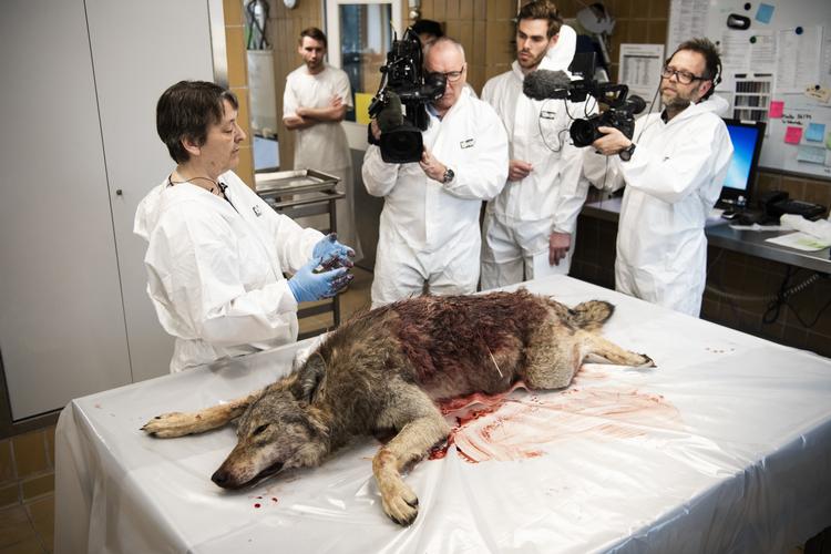 DTU Veterinærinstitut i København modtog den ulv, der blev skudt ved Ulfborg.  Tycho Gregers/Ritzau Scanpix