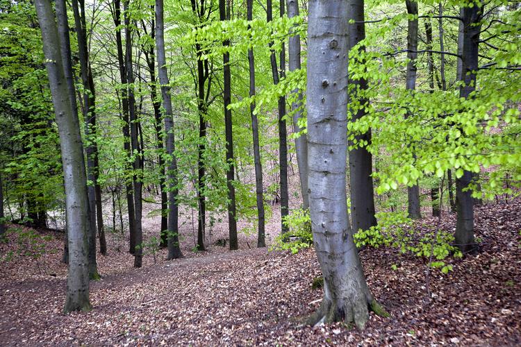 Pollenallergikere kan med fordel dyrke motion i skoven, hvor træernes kroner danner et skjold, der fanger pollenkornene. Birkeallergikere bør finde en bøgeskov.   Ole Lind/POLFOTO