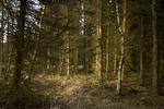 Alle træer optager og lagrer CO2, mens de vokser. Hvis de bliver brændt af, bliver det hele lukket ud på en gang. Det er med til at gøre det kompliceret at skabe et system i balance, for i forhold til den globale opvarmning er det ikke ligegyldigt, som CO2'en bliver optaget med det samme eller i løbet af et par årtier.
   Louise Herrche Serup/POLFOTO