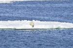 En isbjørn ligger på en isflage i Arktis. Undersøgelser har vist, at isbjørne taber sig på nogle af de tidspunkter, hvor de burde bygge fetdepoterne op. Det skyldes formentlig, at isen, som bjørnene har brug for, når de skal jage, skrumper ind. Brian Battaile/AP