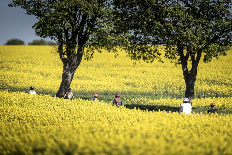 Rapsmarker står i fuldt flor på en varm forårsdag nær Roskilde. Mads Claus Rasmussen/Ritzau Scanpix