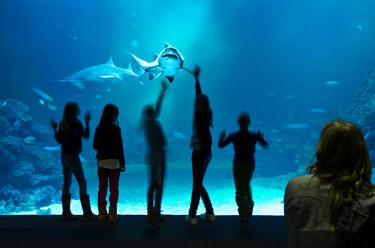 Universeum i Göteborg har blandt mange andre ting et stort akvarium, hvor man bl.a. går gennem en tunnel, hvor fiskene svømmer tæt hen over tilskuerne. Ola Kjelbye/Universeum