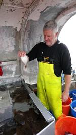 Bent Knudsen viser her en undermålsrødspætte. Han har i disse dage forskere med på snurrevodsbåden Anna-Ida, Korsør. Foto: Niels Madsen 