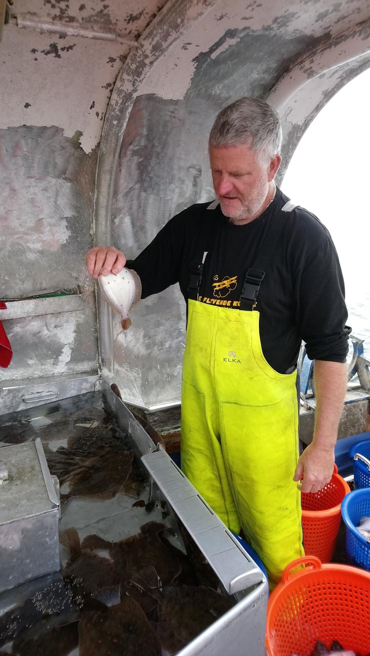 Bent Knudsen viser her en undermålsrødspætte. Han har i disse dage forskere med på snurrevodsbåden Anna-Ida, Korsør. Foto: Niels Madsen 