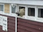 Hilde Kristin Røsvik / Svalbard/Ritzau Scanpix