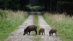 De ser fredelige ud, men alligevel er det ikke alle, der mener, at de er velkomne i Danmark. Matthias Schrader/AP