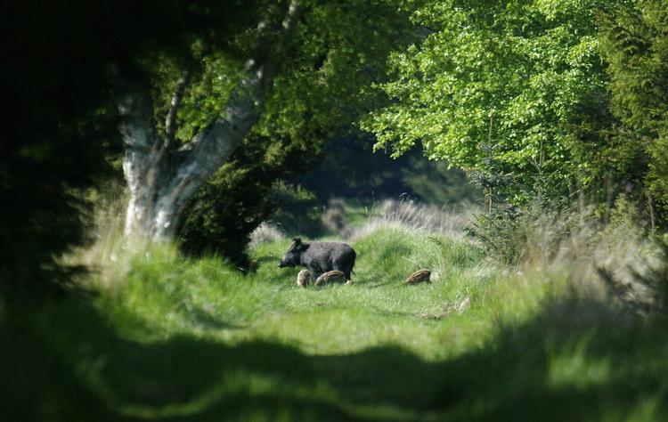 I Lille Vildmose har vildsvinene frit spil, men de løber rundt i indhegning. Henning Bagger/Ritzau Scanpix