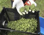 Torsdag vil cannabis muligvis blive lovliggjort i Canada.  Andrew Selsky/AP