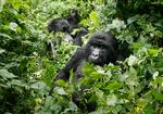 Det er i høj grad de enestående bjerggorillaer som turister tager til Virunga National Park for at se og opleve. Jerome Delay/AP