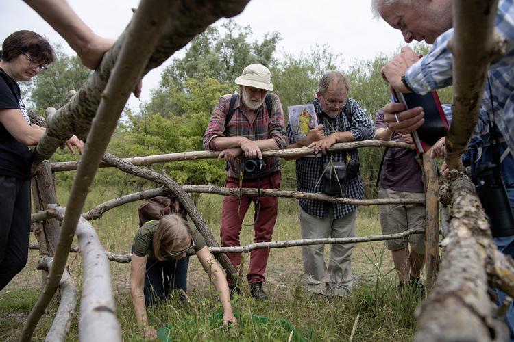 Biolog Poul Evald Hansen (med kortet i hånden) fremviser den sjældne riddergøgeurte i den grønne kasse til de folk, der er mødt frem til bioblitz på Amager Fælled. Til bioblitz skal fagfolk og uerfarne naturentusiaster i fællesskab registrere så mange flora- og fauna-arter som muligt. Riddergøgeurten er den eneste orkidé af sin slags i Danmark. Peter Hove Olesen/POLFOTO