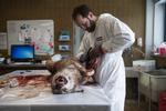 DTU veterinærinstitut i København modtog tidligere på året en ulv, der blev skudt ved Ulfborg. Arkivfoto. Tycho Gregers/RITZAU