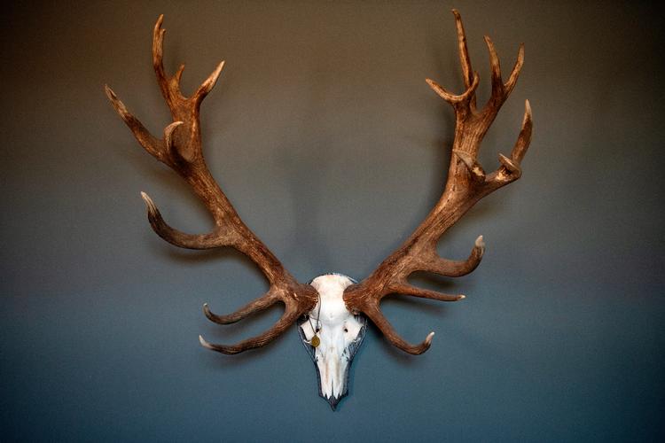 At Eremitageslottet er et jagtslot er man sjældent i tvivl om. Over alt i gemakkerne er der referencer til adskillige former for jagt. Blandt andet hænger der trofæer mange steder i bygningen, hvoraf nogle daterer sig helt tilbage til 1800-tallet. Det enorme gevir her stammer dog fra en hjort, der er nedlagt af den nu afdøde prinsgemal. Peter Hove Olesen/POLFOTO