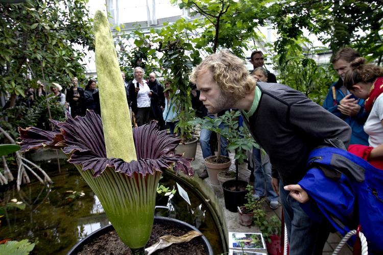 Der er tale om intet mindre end en sensation i Botanisk Have, når Amorphophallus titanum endnu en gang blomstrer. Det bliver måske en noget blandet fornøjelse, fordi den gigantiske plante udsender en kraftig ådsellugt og derfor har fået øgenavnet ligblomst eller Mr. Stinky. Og Penisblomst, ej at forglemme.
   Arkivfoto Jacob Ehrbahn