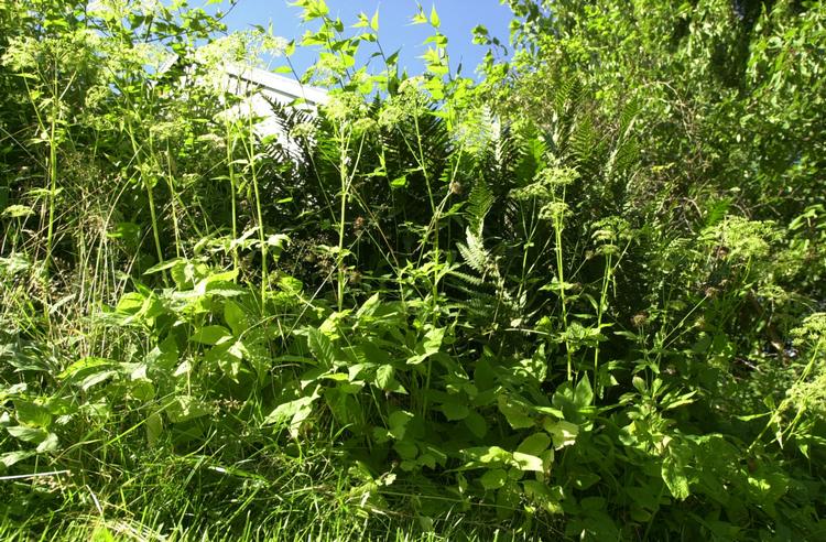 Skvalderkål i haven.
   Kim Agersten/POLNATURE