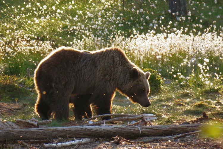 Der findes et sted mellem 1.600 og 2.800 bjørne i Sverige. Dyrene er ekstremt sky, hvorfor det svært at finde frem til et eksakt antal på det fascinerende rovdyr. Lofsdalen i Jämtland er et af de steder i Sverige, hvor der er flest bjørne. Sune Højrup Bencke