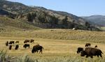 Måtte en Krage-indianer jage i Bighorn National Forest, eller er det i strid med loven? Det skal USA's højesteret afgøre til efteråret. Her græsser bisonerne i Lamar-dalen i Yellowstone park, 320 km fra Bighorn-skoven. Matthew Brown/AP