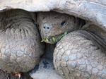 Kæmpeskildpadde på San Cristobal, Galapagosøerne. Elisabeth Haase