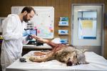På  DTU Veterinærinstitut i København undersøgte man den ulv, som blev skudt ved Ulfborg. Det viste sig at være en hunulv.
   Tycho Gregers/RITZAU
