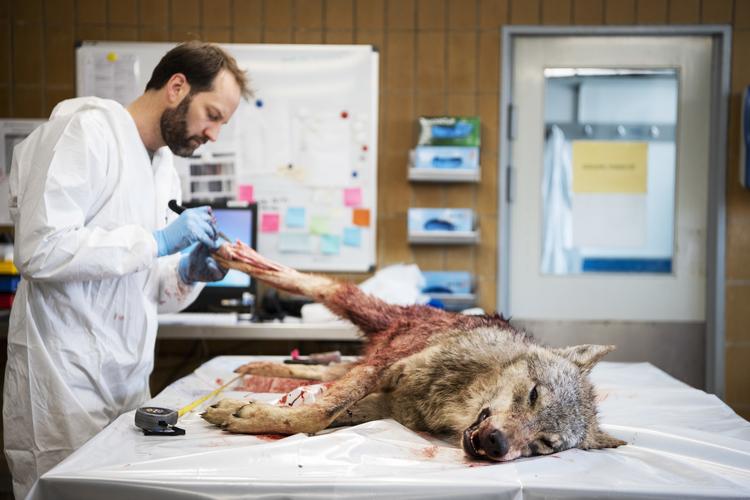 På  DTU Veterinærinstitut i København undersøgte man den ulv, som blev skudt ved Ulfborg. Det viste sig at være en hunulv.
   Tycho Gregers/RITZAU