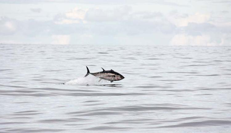 Det er meget sjældent, at det lykkedes at fange de tilbagevendte blåfinnede tun på billede i dansk/svensk farvand. Men det lykkedes ud for den svenske vestkyst i 2017 på grænsen mellem Kattegat og Skagerrak. Foto: Markus Lundgren