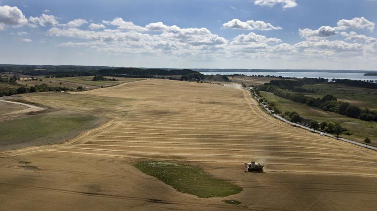 Forskere arbejder blandt andet på at skabe mere tørkeresistente afgrøder ved hjælp af de nye genteknikker. Jens Dresling/POLFOTO