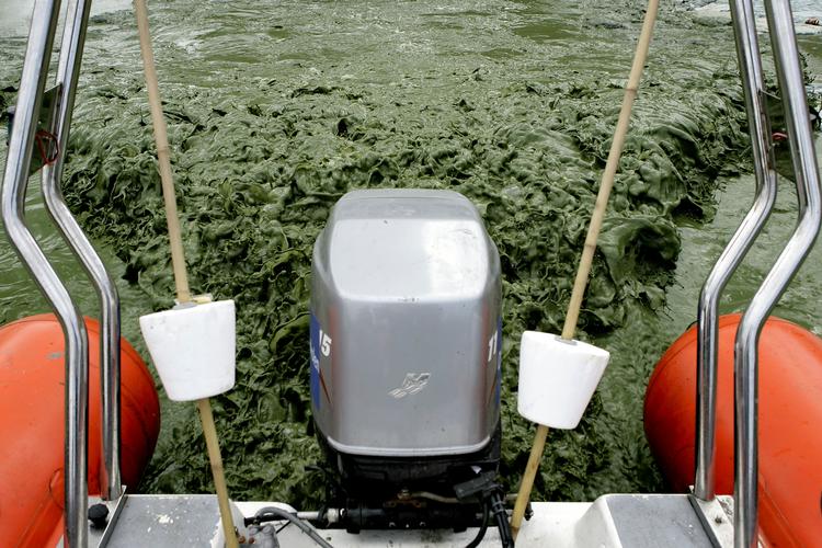 Billedet her er fra i sommers, hvor blågrønne alger lukkede strande rundt omkring i Danmark.
   Peter Hove Olesen/POLFOTO